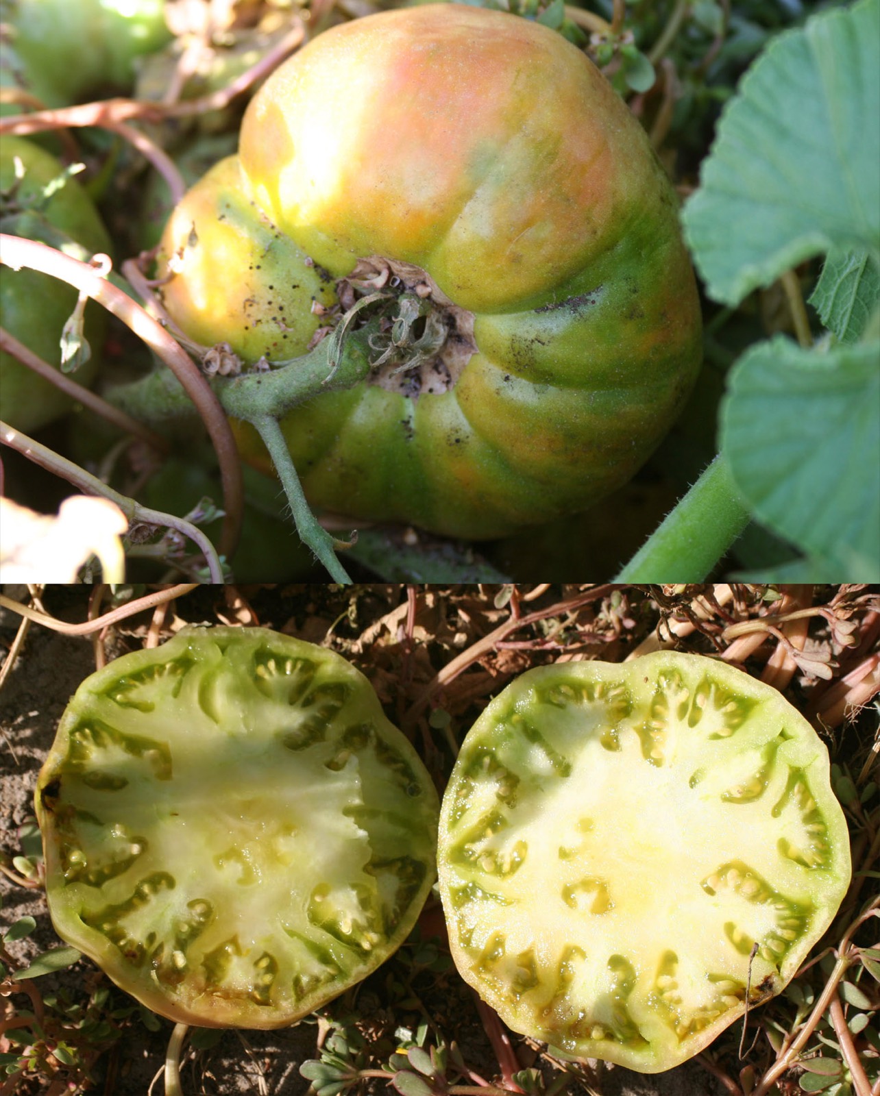 005 · tomate_playero_1