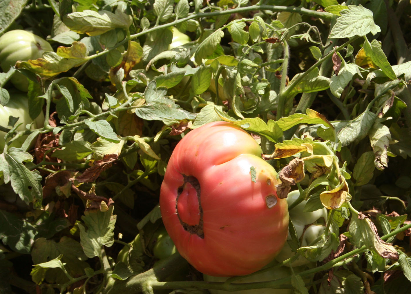 006 · AL_Pepe_Salustiano_2007_08_28_tomates rosados (holandeses) 004