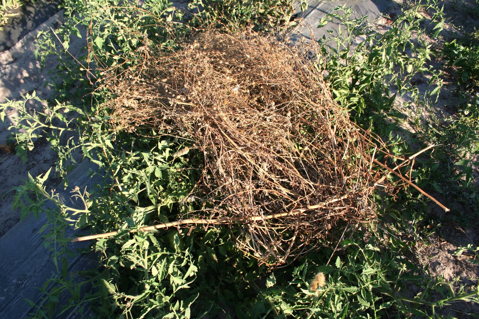 013 · Tomateras_rastrera_matías