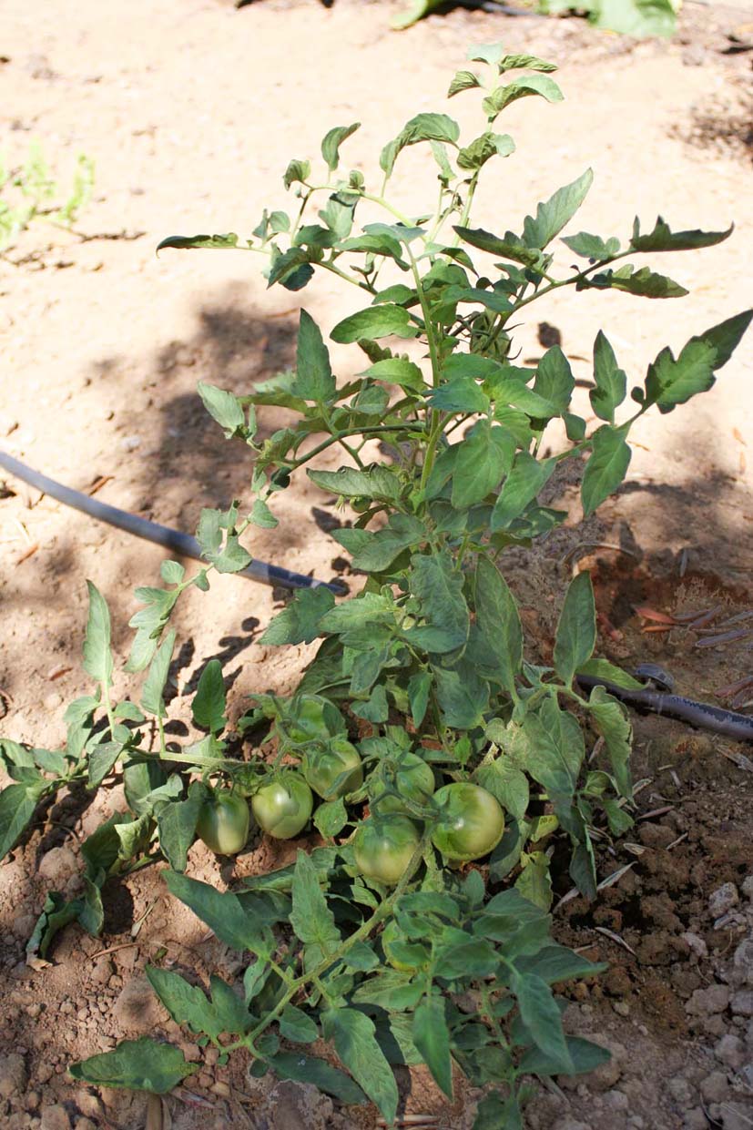 015 · HN_Antonio_Medina_2007_07_04_Tomates de colgar 001