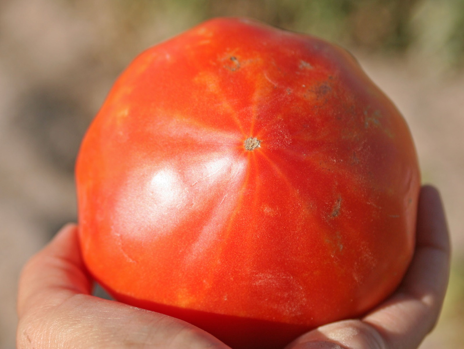 025 · ER_Juan_Martin_2007_07_03_Tomates Corazón de Toro 47