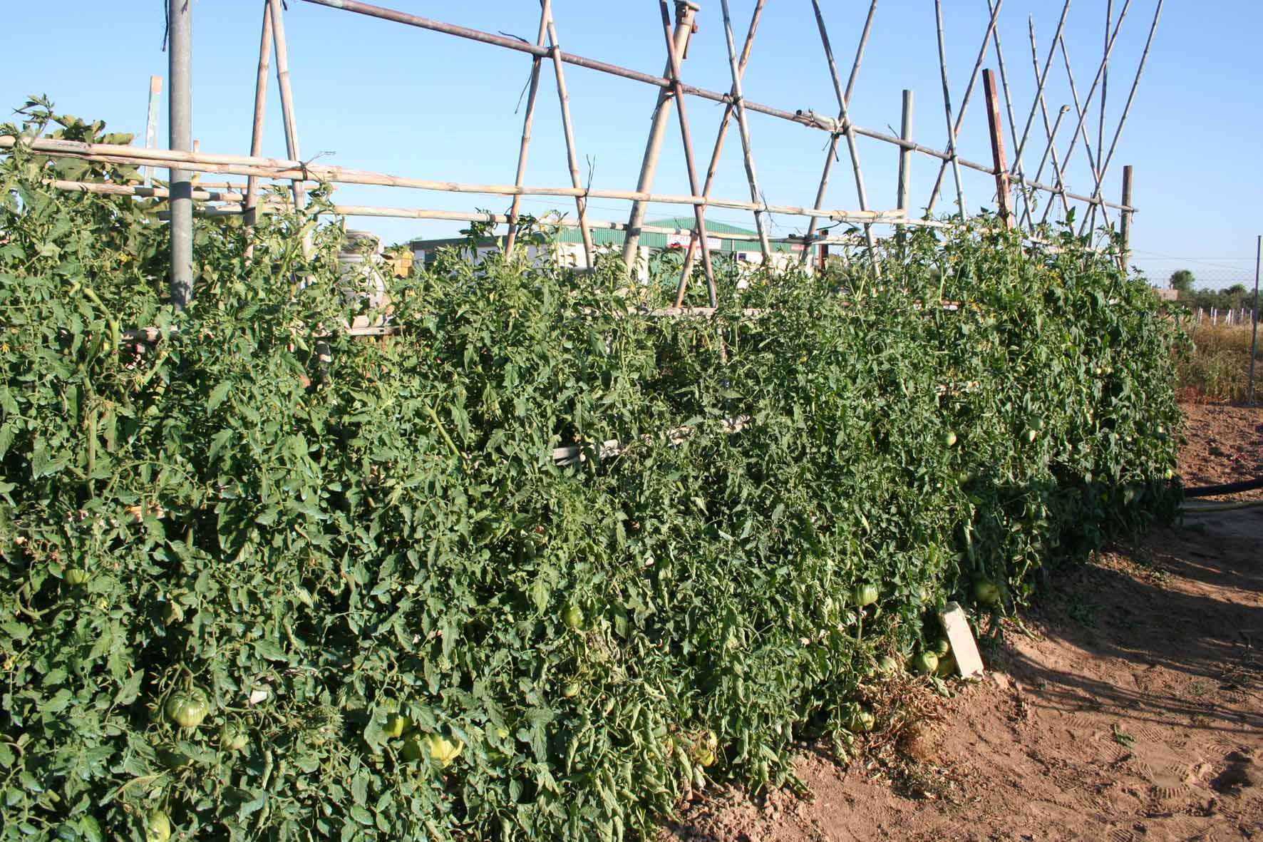 028 · VQ_Diego_Rodriguez_2007_06_12_Tomates pecho de mujer30