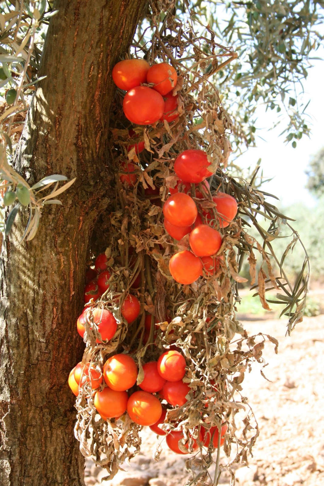 032 · tomate_cuelga_Jose_Cano