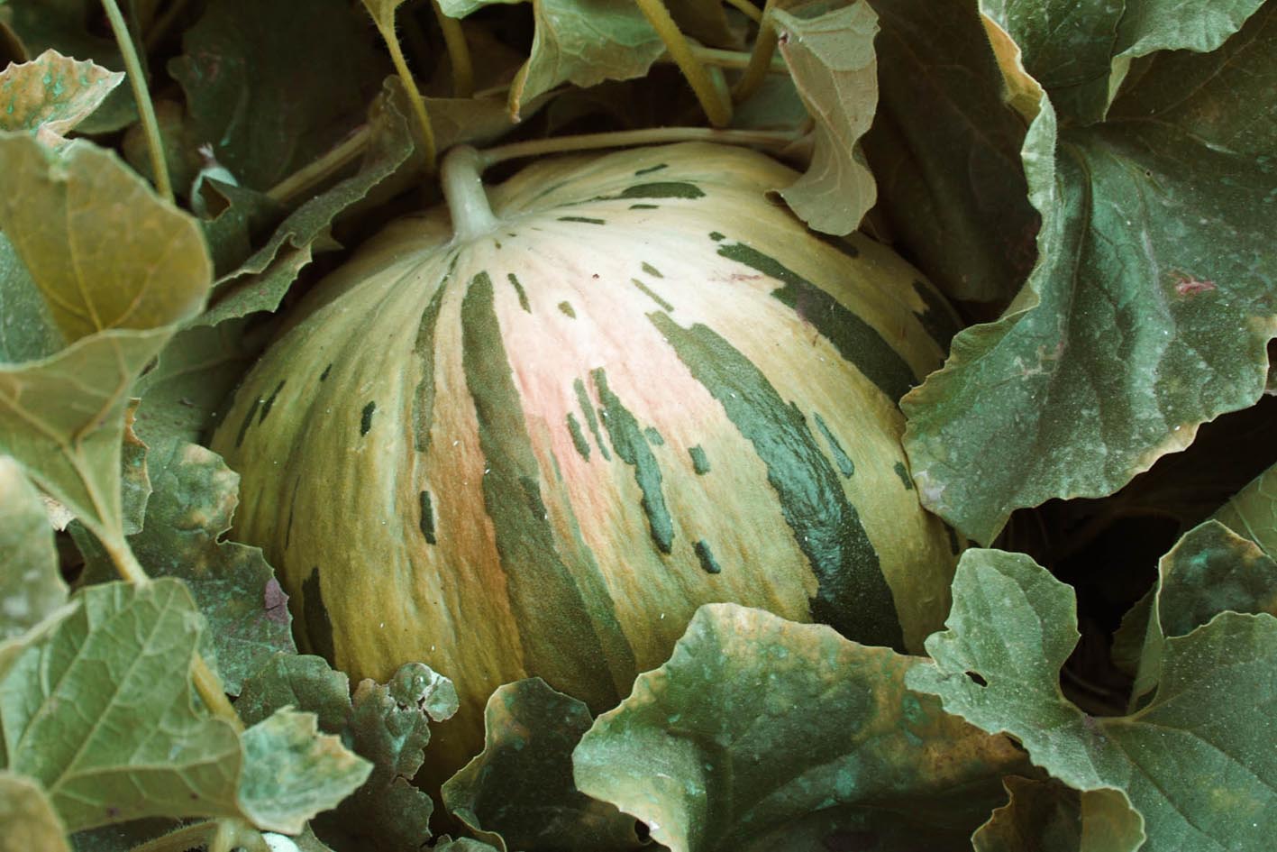 039 · VQ_Vicente_Gonzalez_2008_07_30__Melon Rayado_18