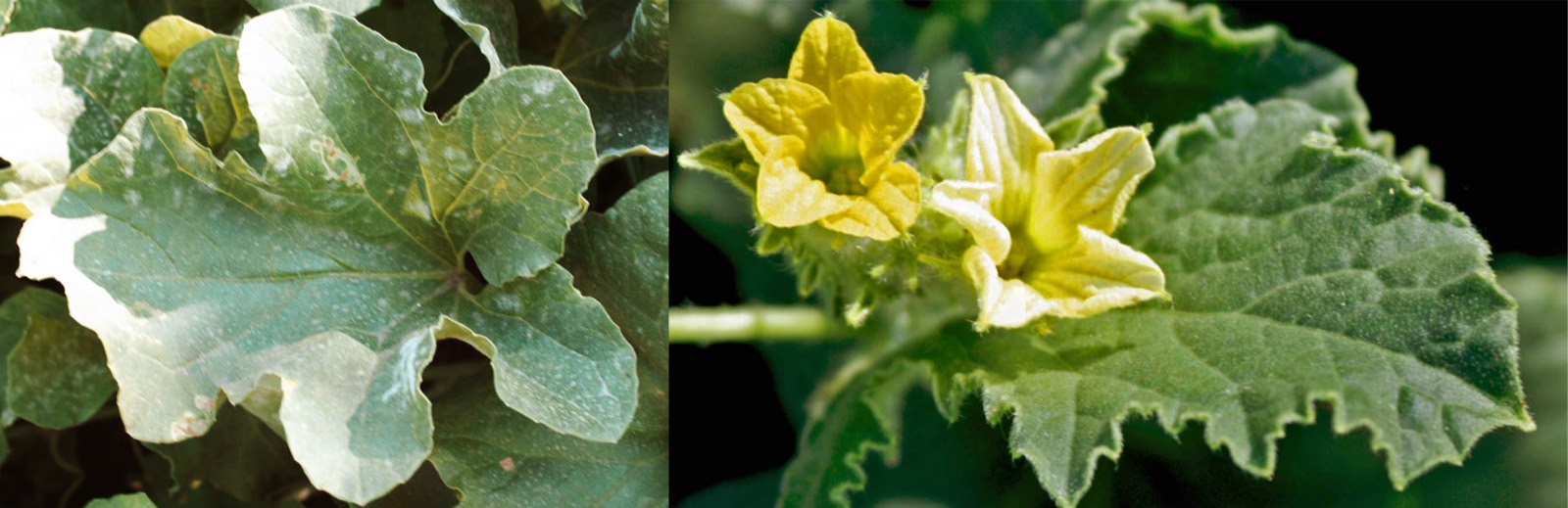 040 · Melon_rayado_hoja_flor