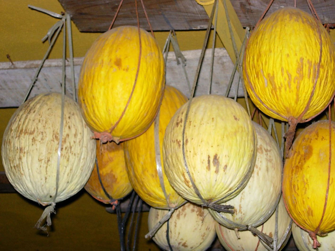 045 · AL_Juan_Maria_Bejarano_2007_09_10_melones_(4)