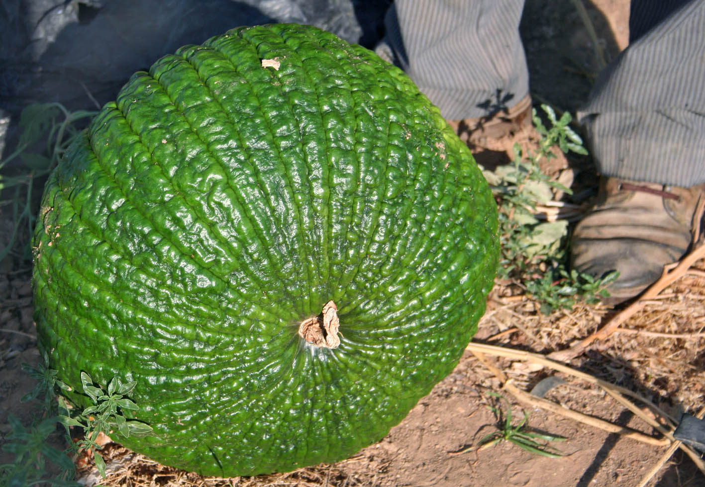 047 · AL_Antonio_Perez_2007_07_10_Calabaza Roteña 24