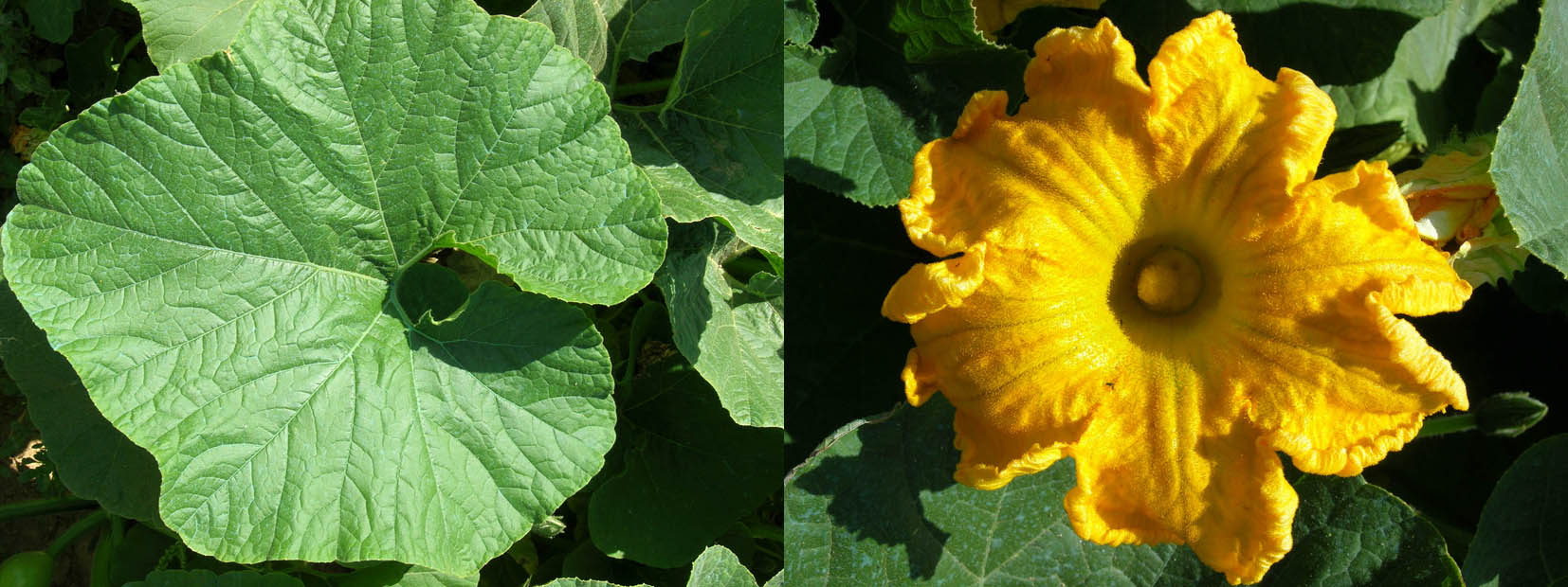 049 · calabazas_roteñas_almonte_hoja_flor