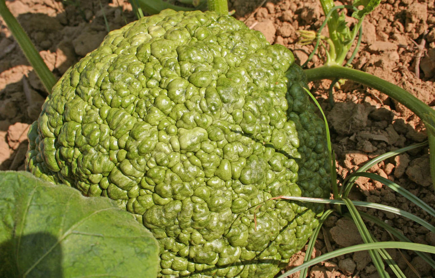 053 · HN_Jose_Cano_2007_07_13_Calabaza roteña verrugosa 41