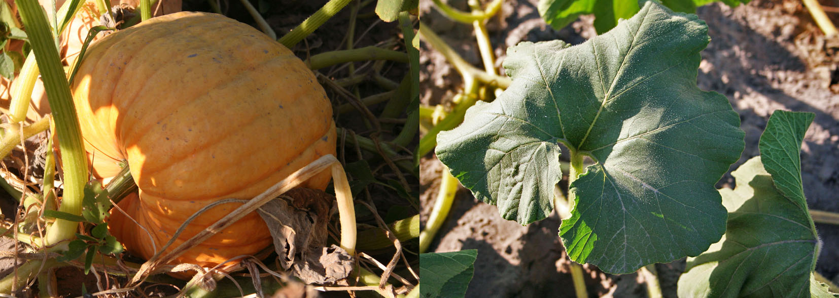 054 · calabaza_portuguesa_fruto_hoja