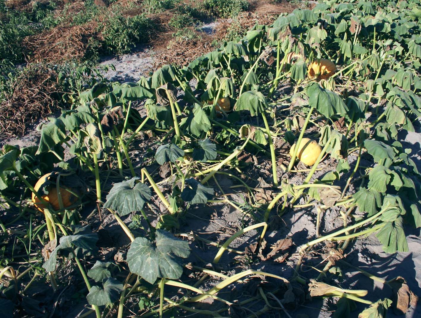 055 · Calabaza Portuguesa (Ramón) (El Rocío) 008