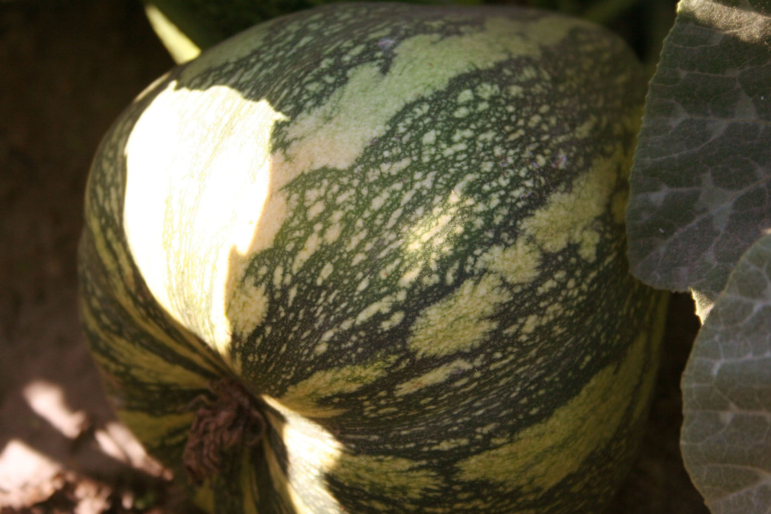 056 · ER_Ramon_2007_06_27__Calabaza_de_guitarrilla_008