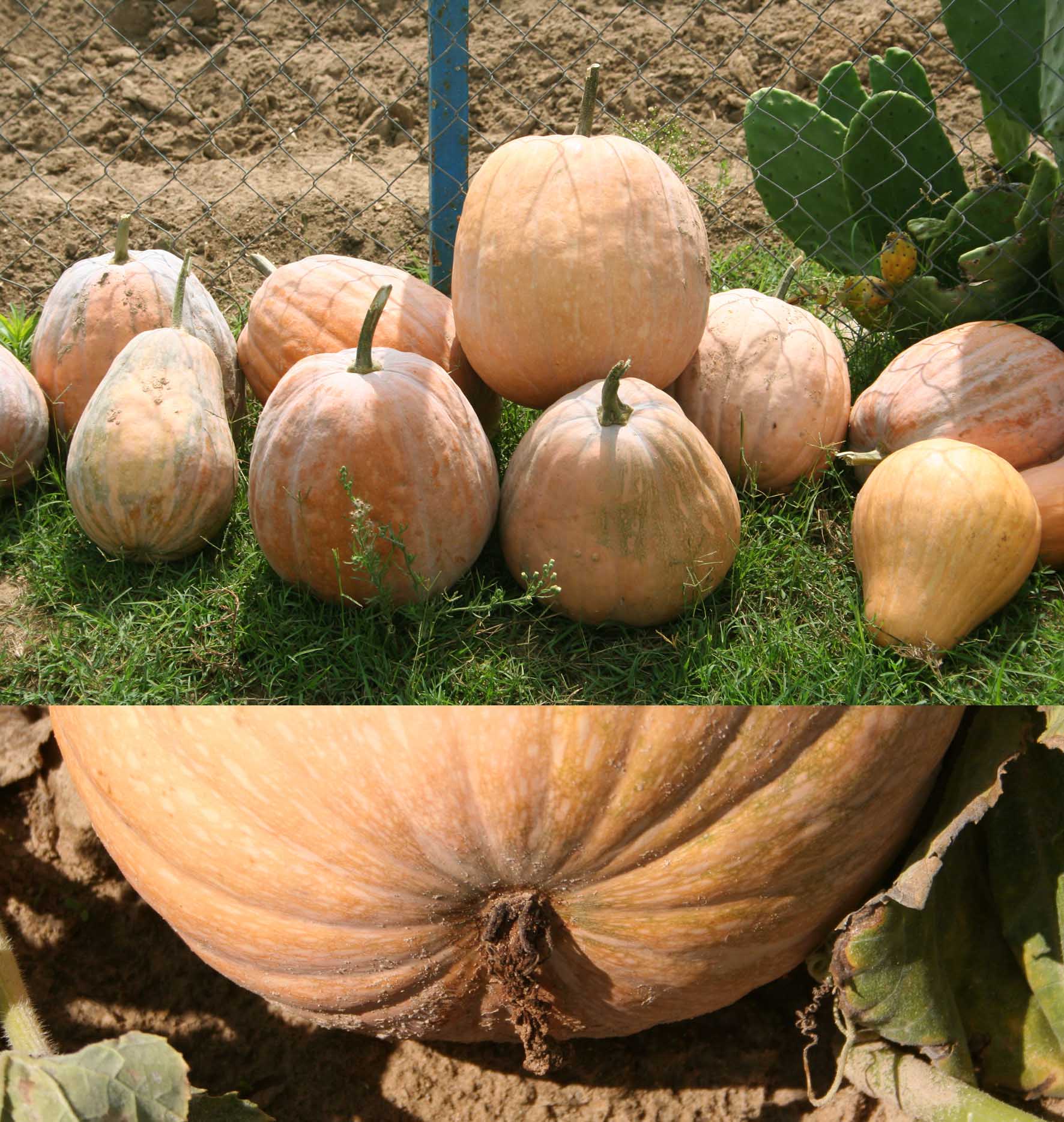 057 · Calabaza_guitarrilla_fruto_caract