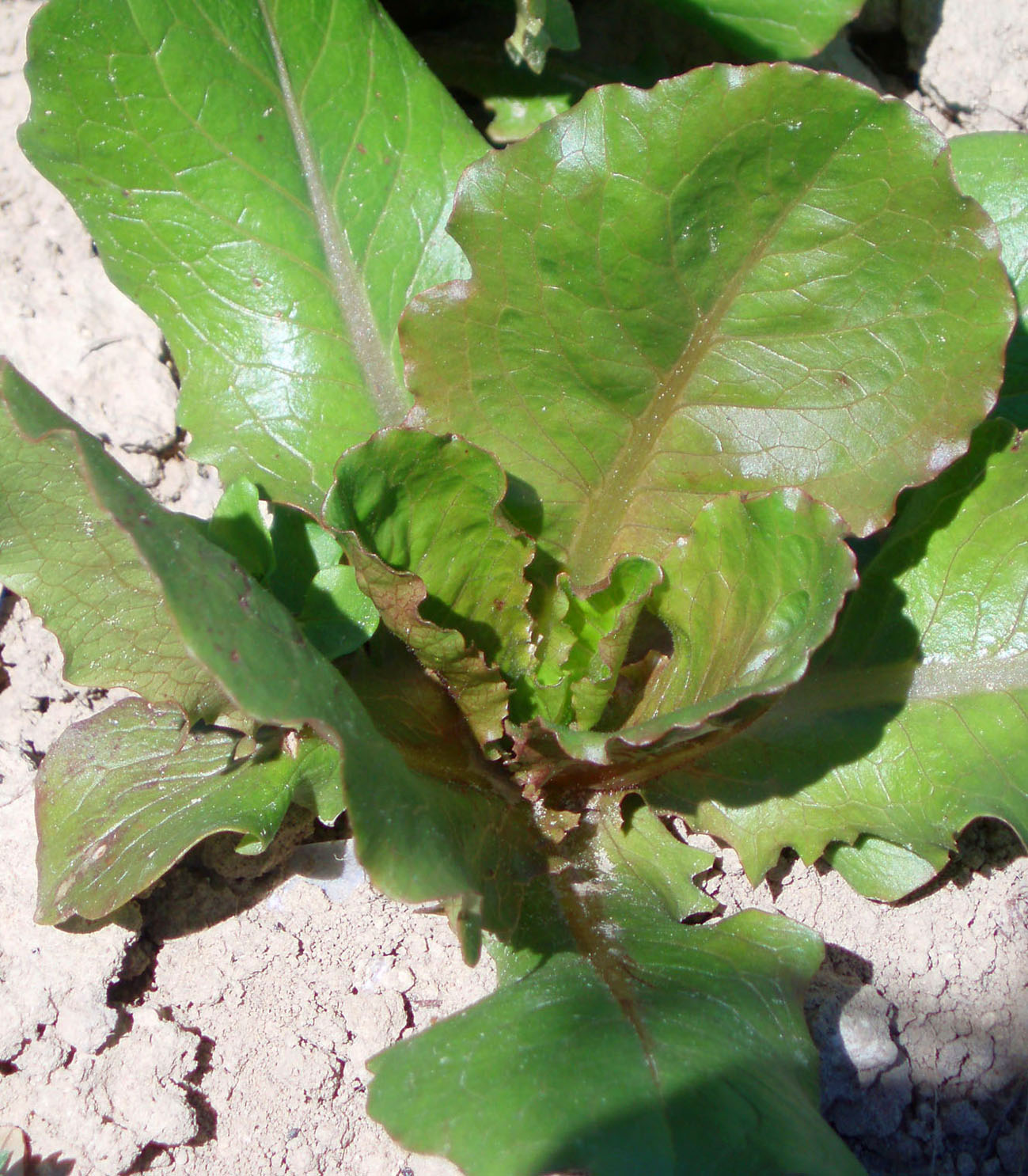 080 · HN_Venancio_Cano_2007_03_30_Detalle lechuga oreja mulo  (1)
