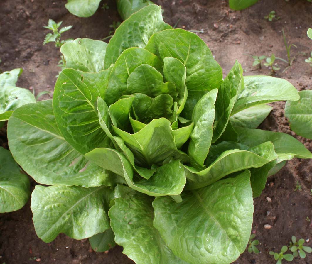081 · VQ_Tomaso_2007_05_04_38_lechuga_oreja_de_mulo