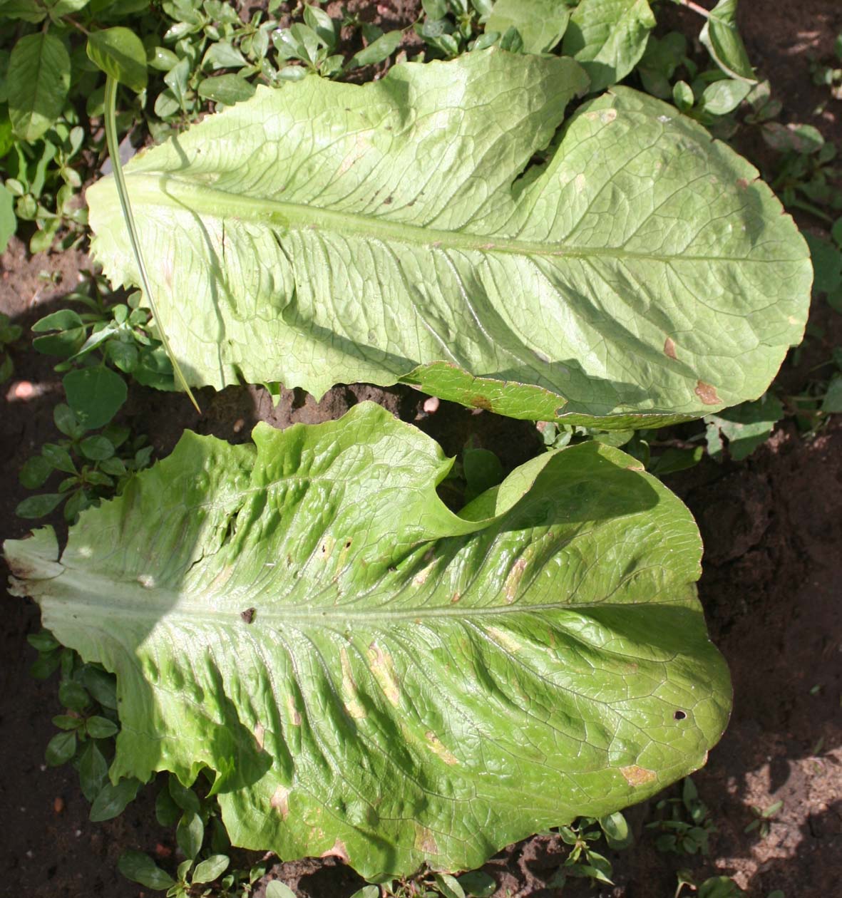 082 · VQ_Tomaso_2007_05_04_24_lechuga_oreja_mulo