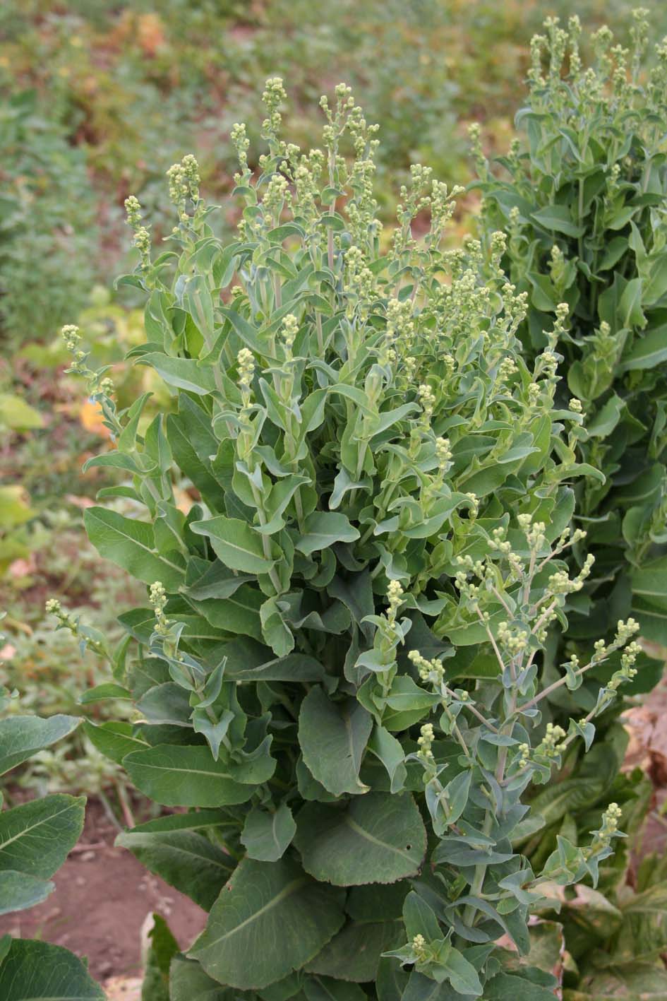 084 · VQ_Manuel_Tomaso_2007_05_22_ 019_lechuga_oreja_mulo