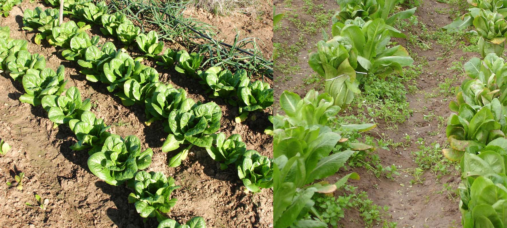 088 · lechuga_oreja_mulo_campo