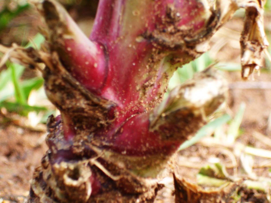 095 · rabano_largo_helada_morado