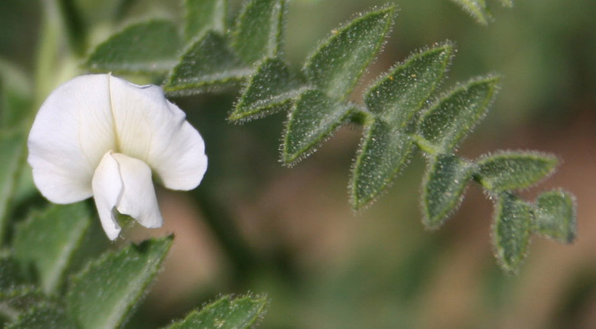 105 · guisante_chico_flor