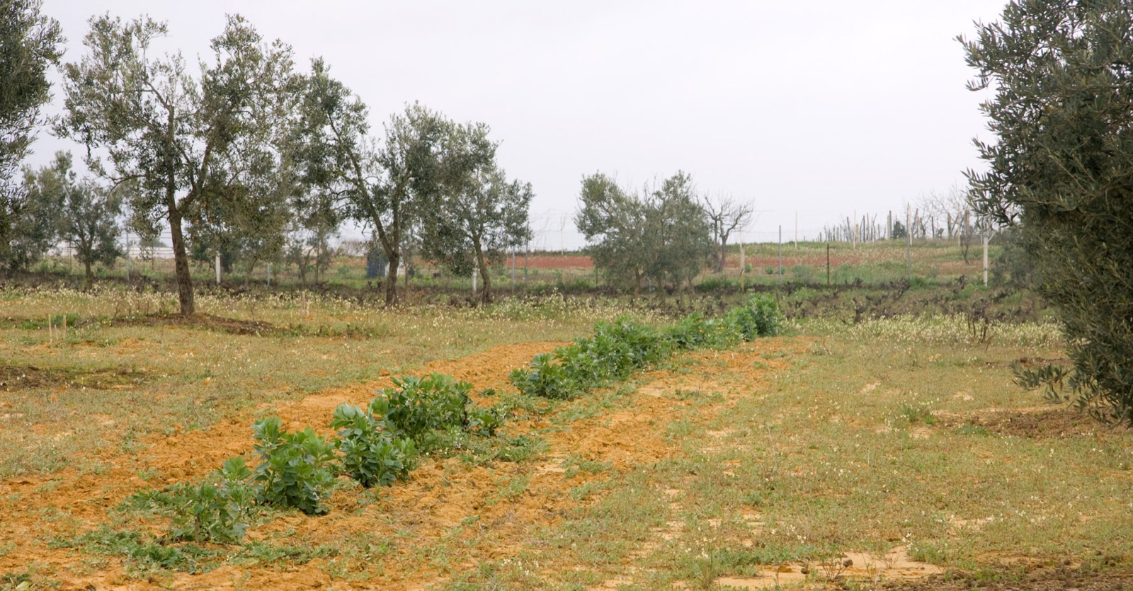 113 · AL_Pepe_Salustiana_2009_01_30_haba_morada_olivos-2