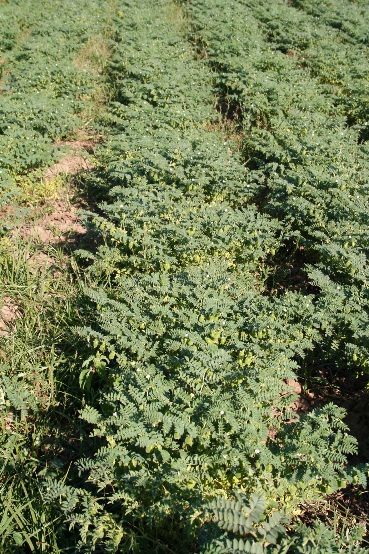 115 · VQ_Manuel_Tomaso_2007_05_30_garbanzos_6