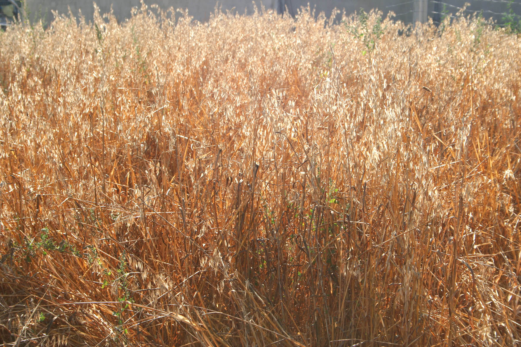 134 · VQ_2007_06_28_Avena_5