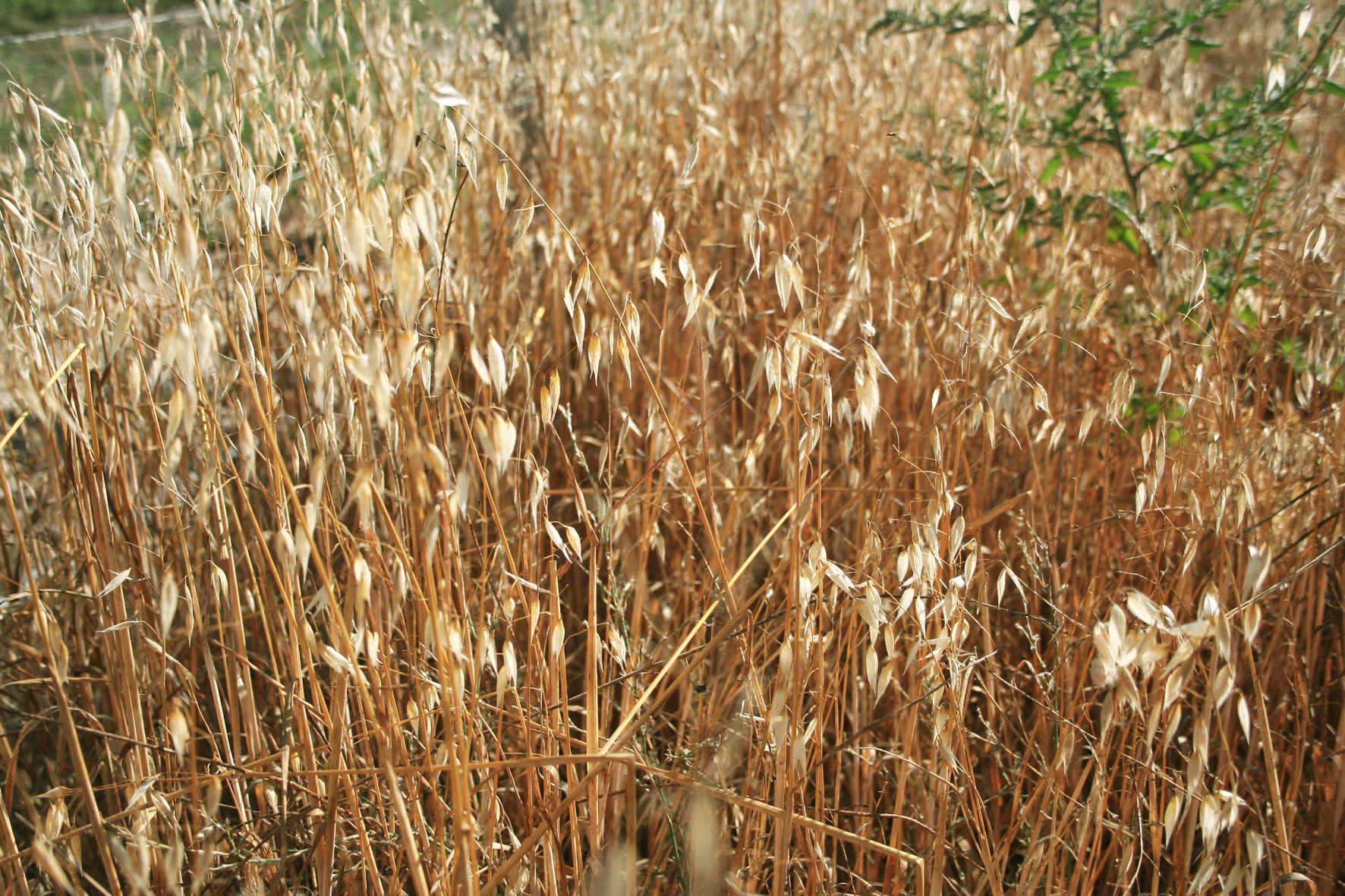 135 · VQ_2007_06_28_Avena_6
