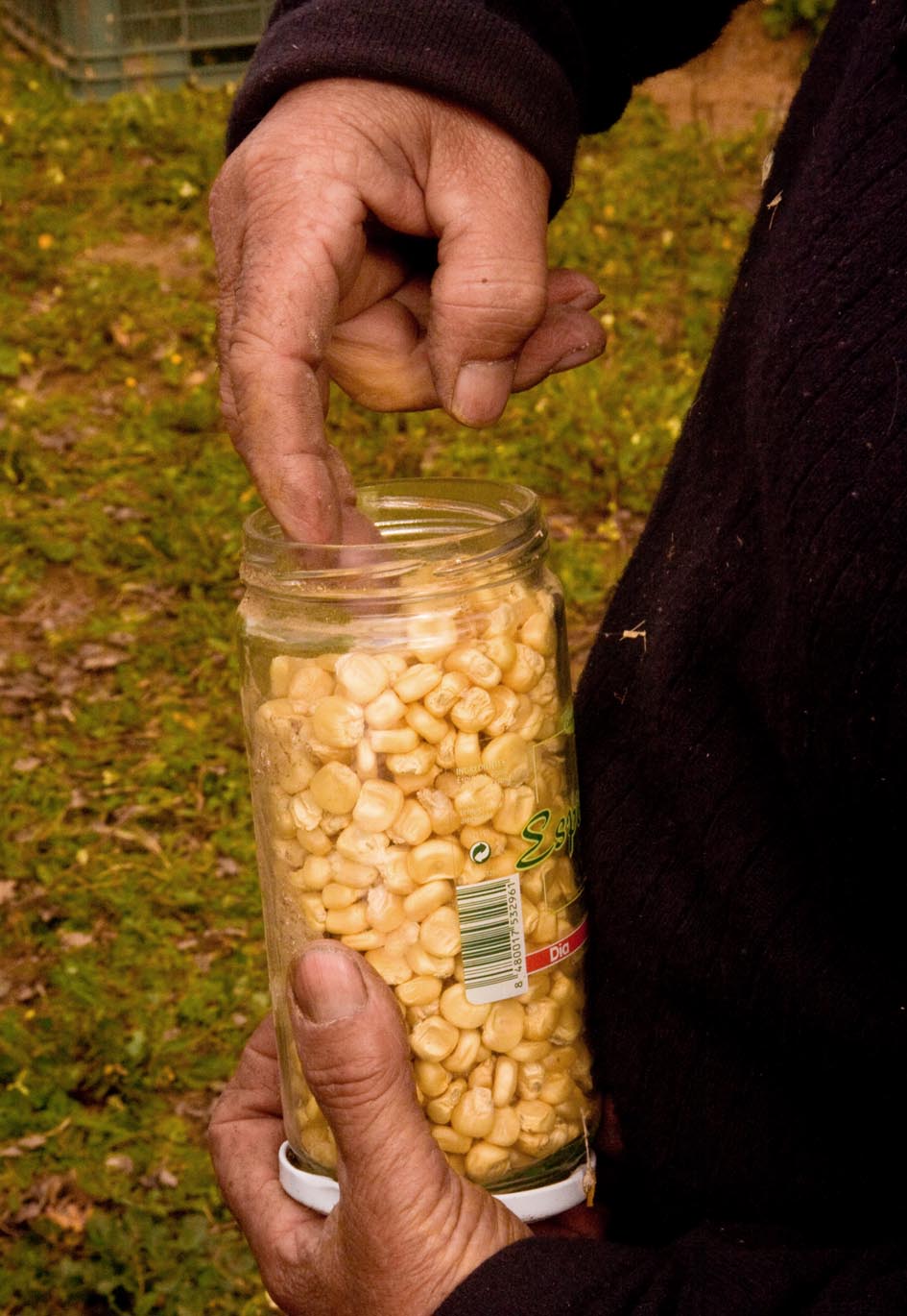145 · AL_Pepe_Salustiana_2009_01_30_maiz_botes-6