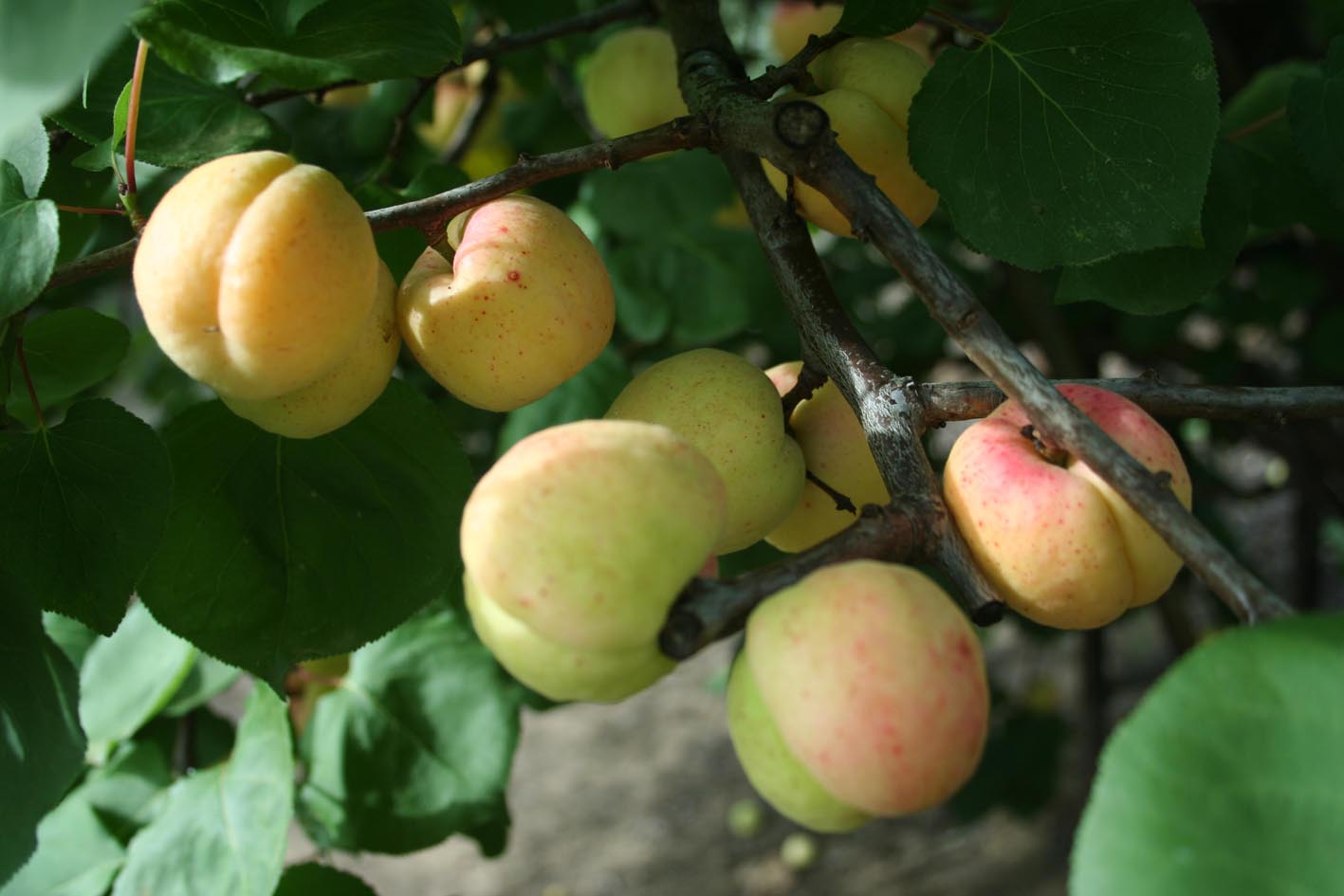 169 · damasco_blanquillo_frutos_mayo_2