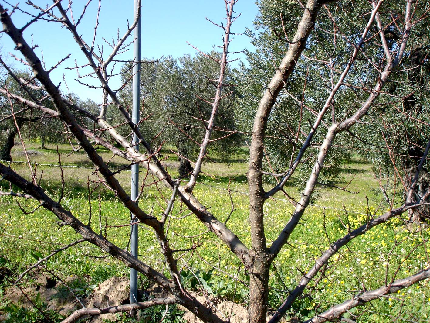172 · damasco_blanquillo_rama_brotes_mayo_2