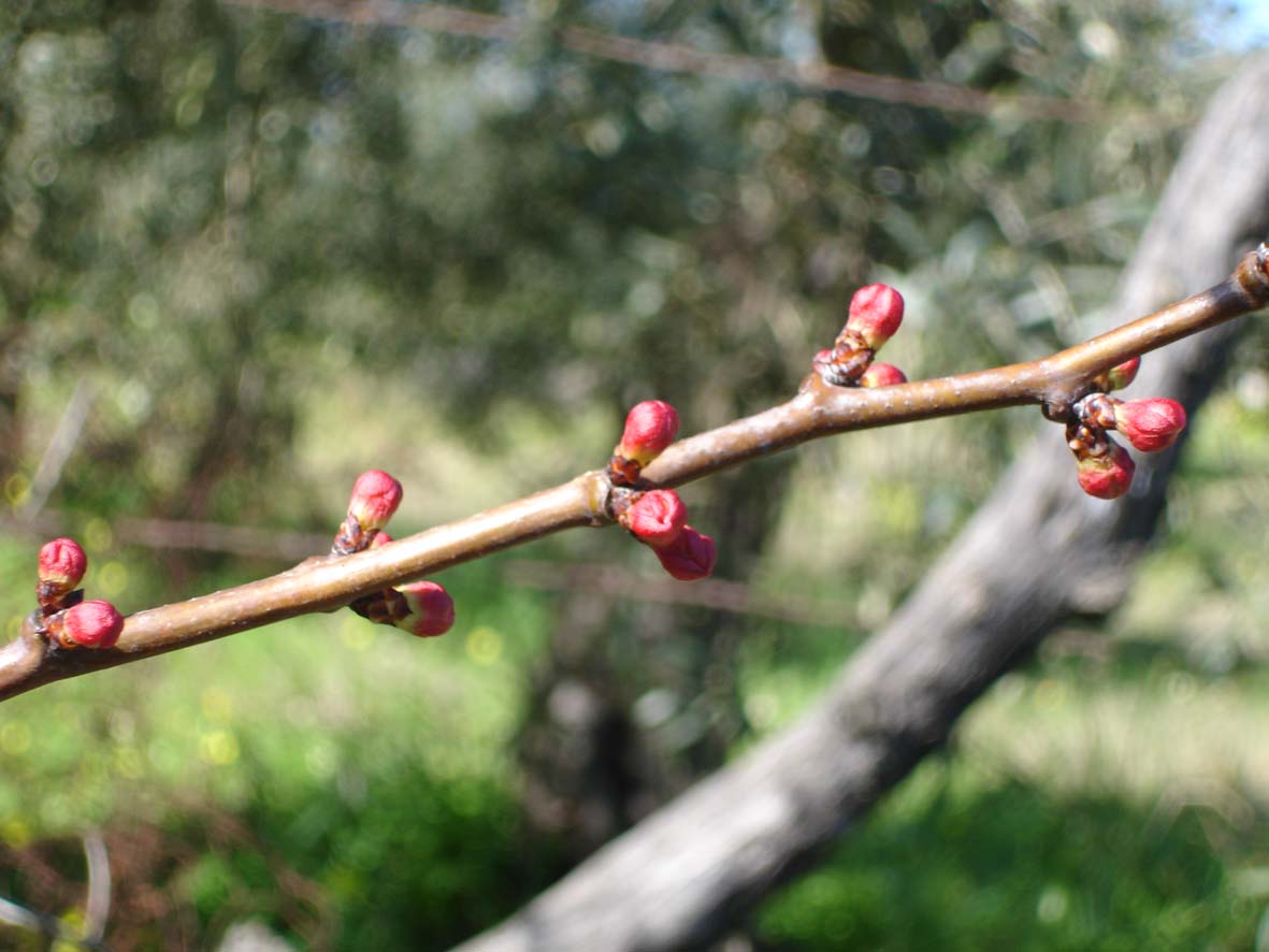 174 · damasco_blanquillo_febrero_yemas_flor