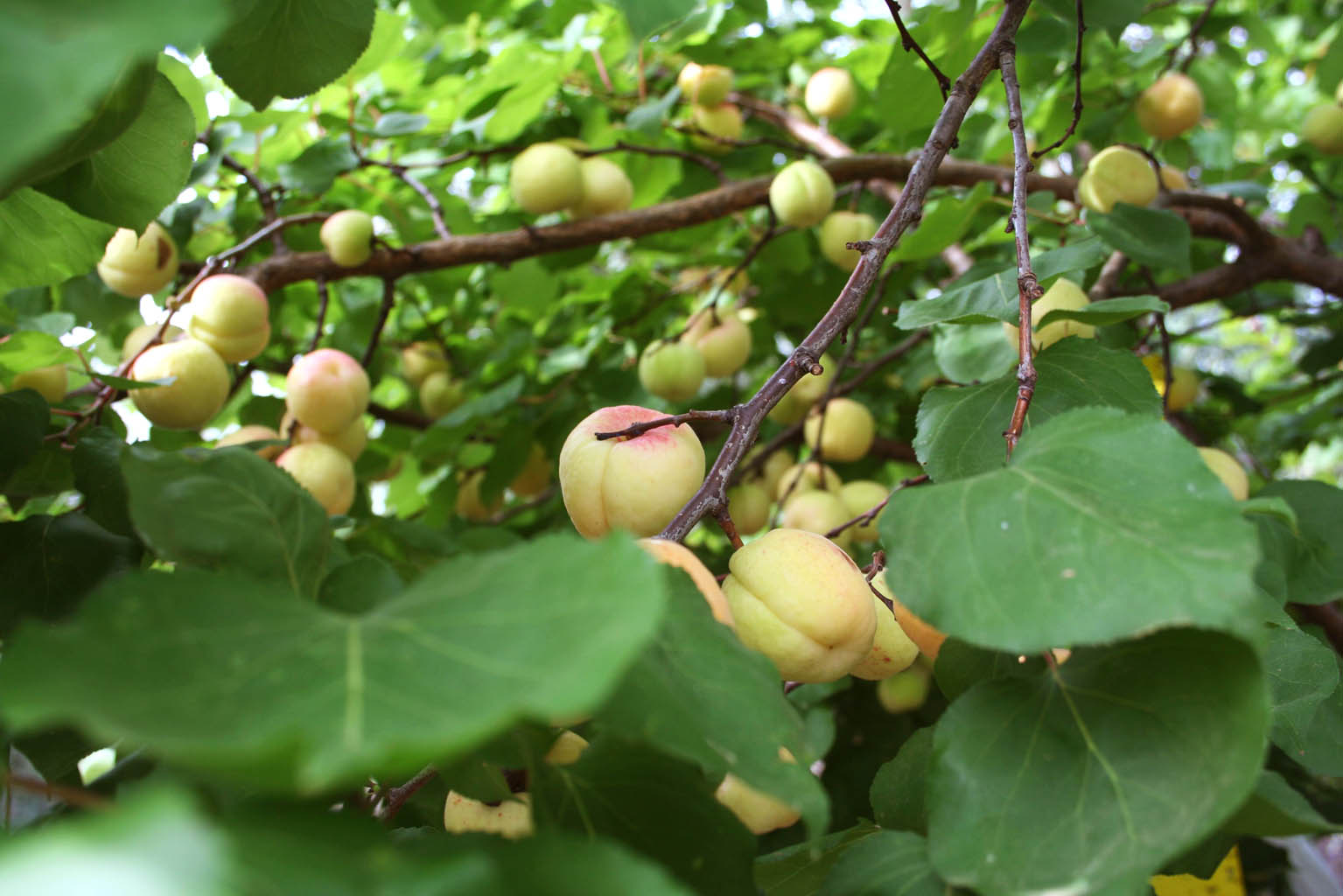 182 · damasco_blanquillo_frutos_ramas_mayo