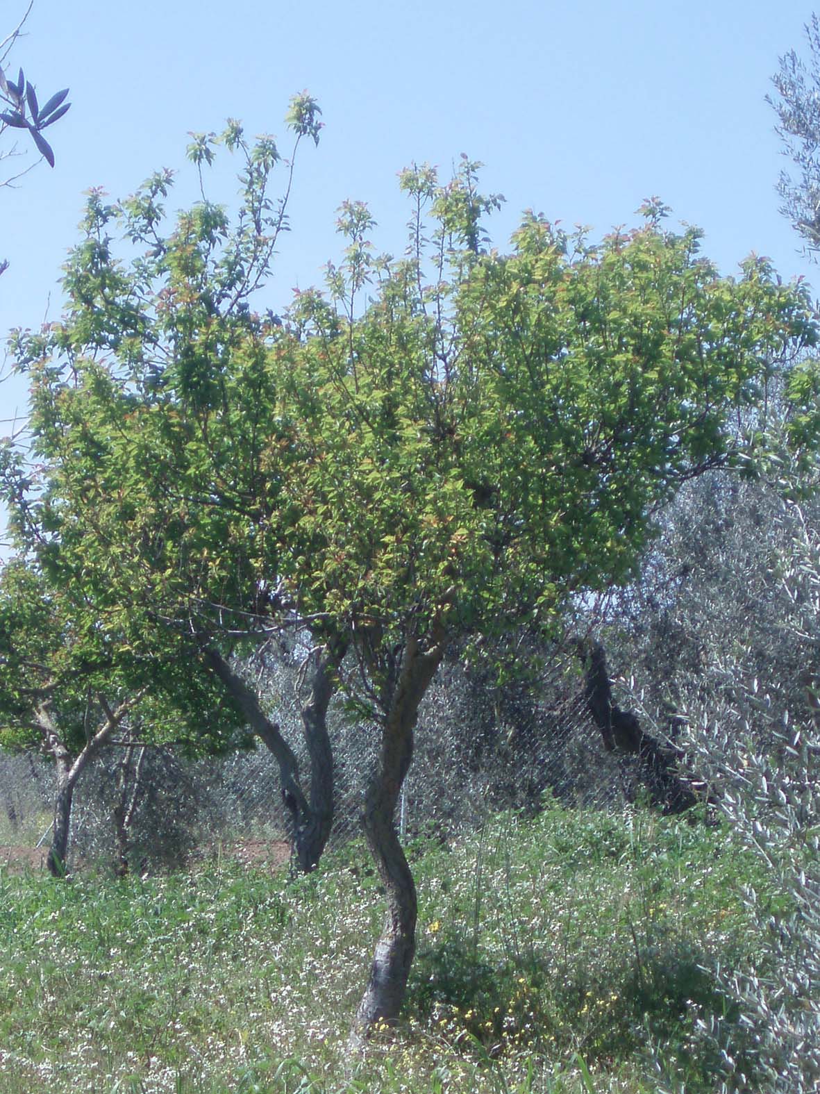197 · damasco_porte_Venancio_Cano_marzo_olivar