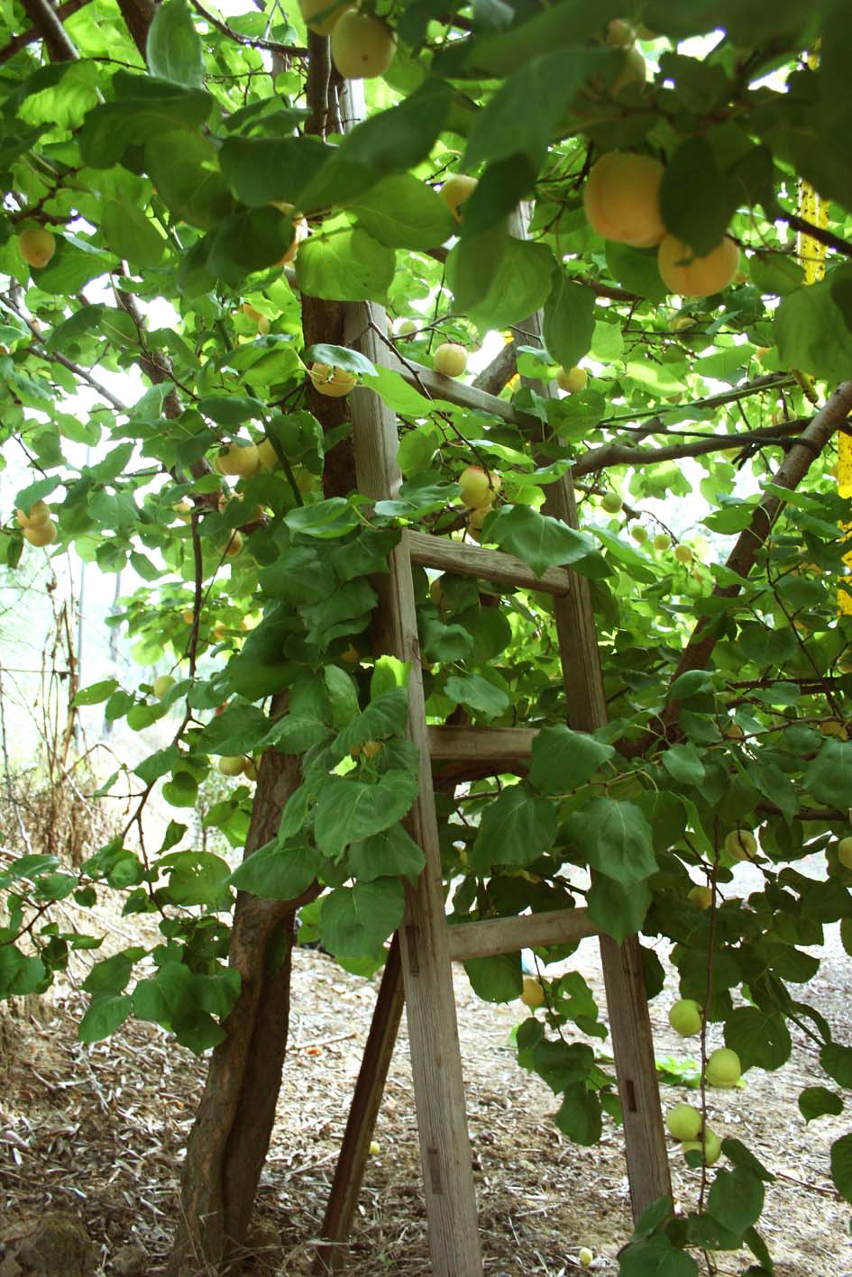 198 · damasco_blanquillo_ramas_mayo_2