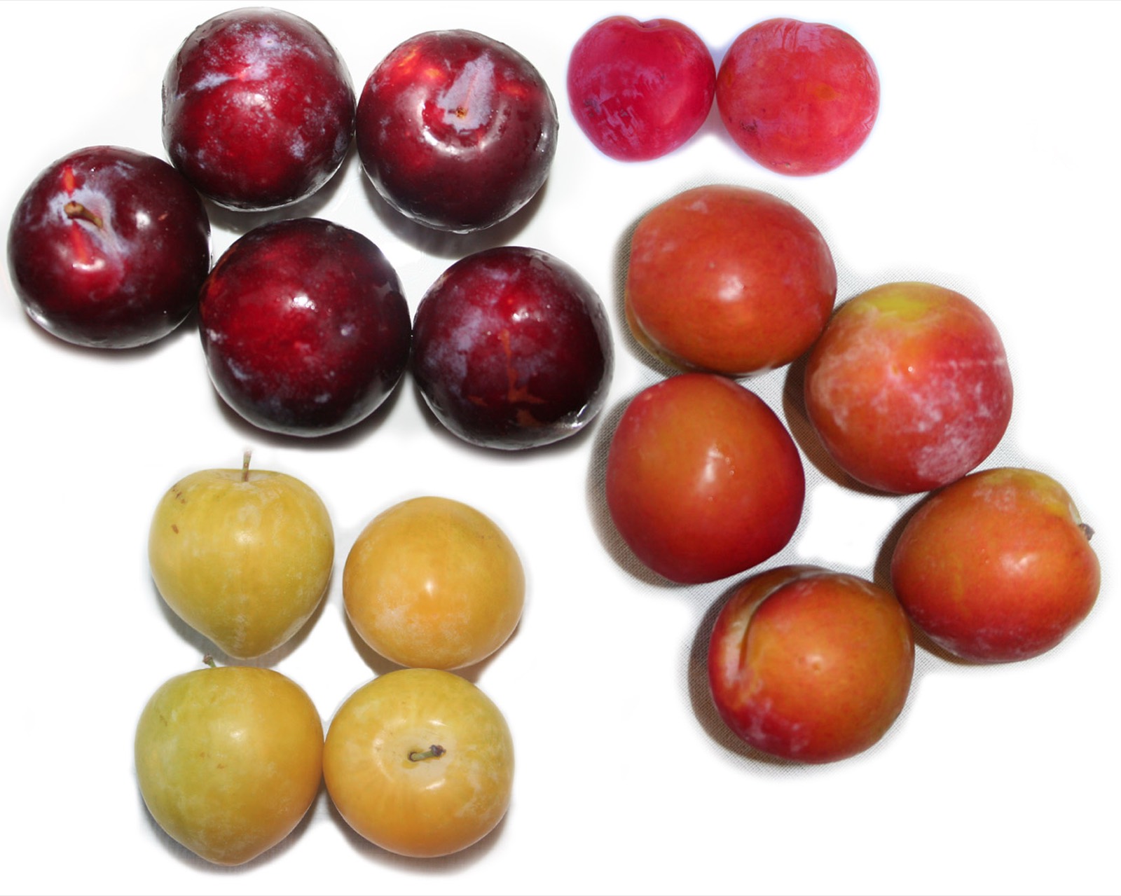 211 · ciruelos_frutos_tamaño_caract