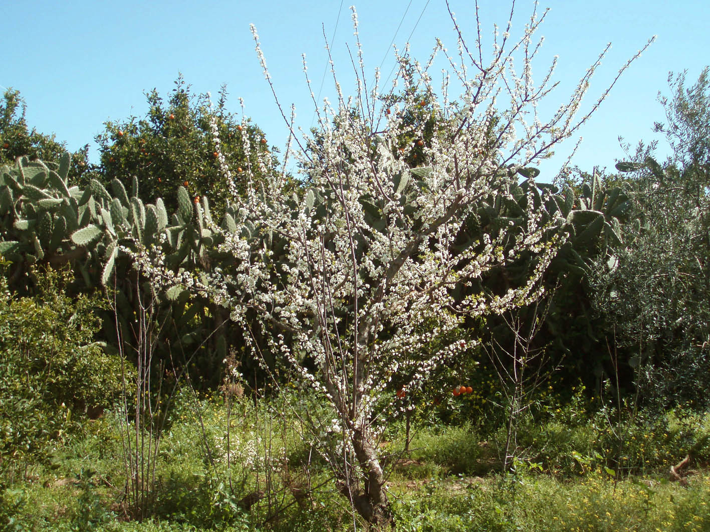 213 · ciruela_bomba_arbol_flores_marzo