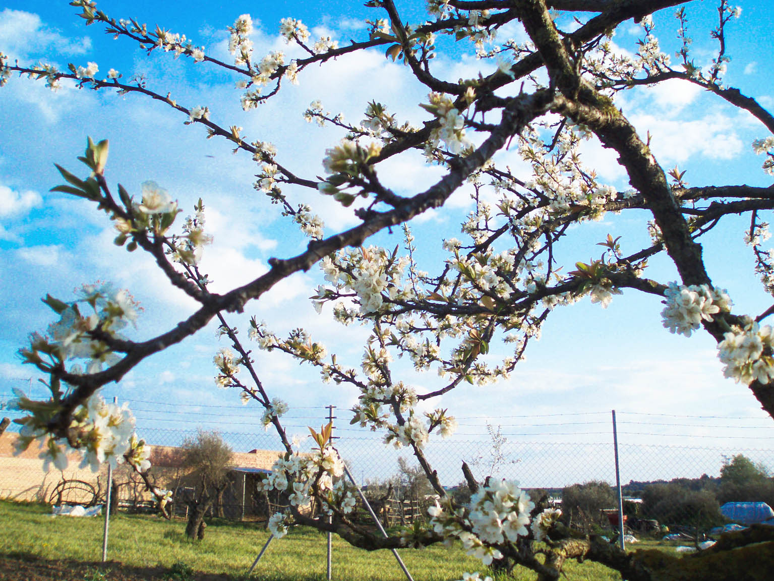 216 · ciruelo_platanero_flores_marzo_1