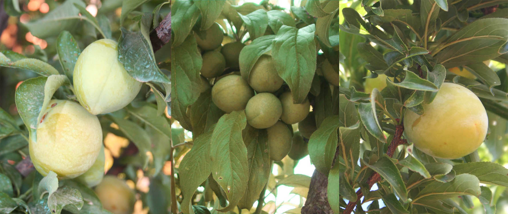217 · ciruelos_frutos_inmaduros