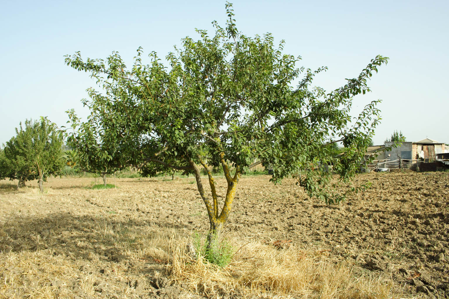 222 · ciruelo_blanco_y_otros_riego_secano