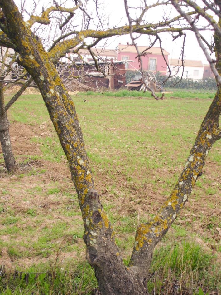 223 · ciruelo_platanero_poda_formacion