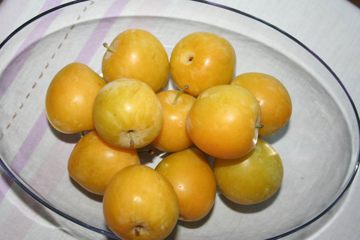 226 · ciruela_blanca_frutos_recoleccion_junio
