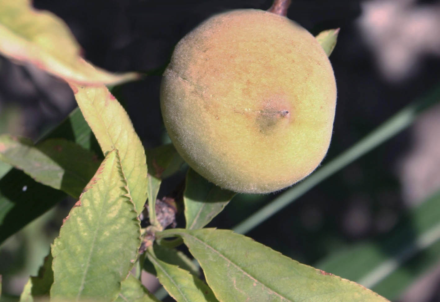 229 · alberchigo_2_fruto_agosto_perecito