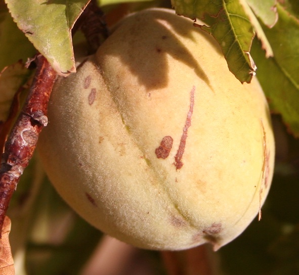 237 · alberchigo_2_fruto_detalle