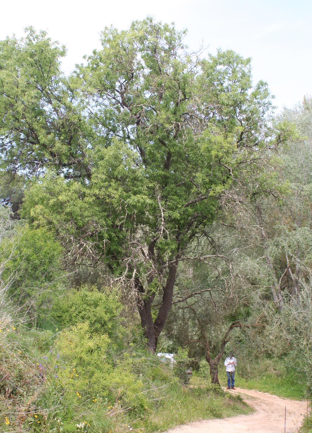 240 · almendro_silvestre_hinojos