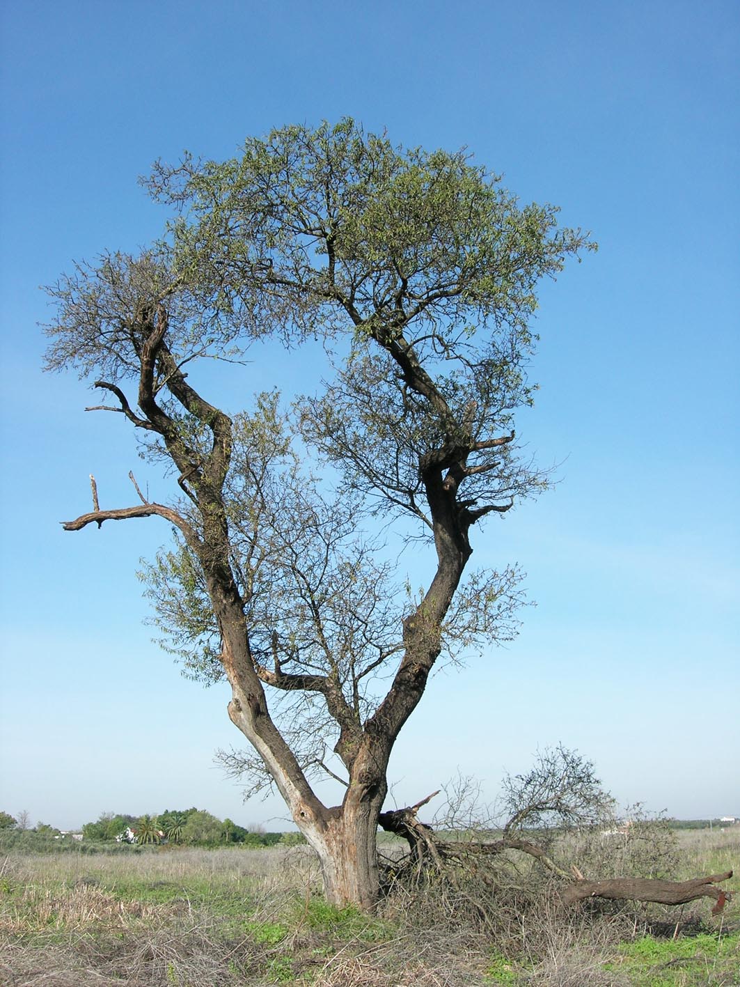 241 · almendra_boca_finca_almonte