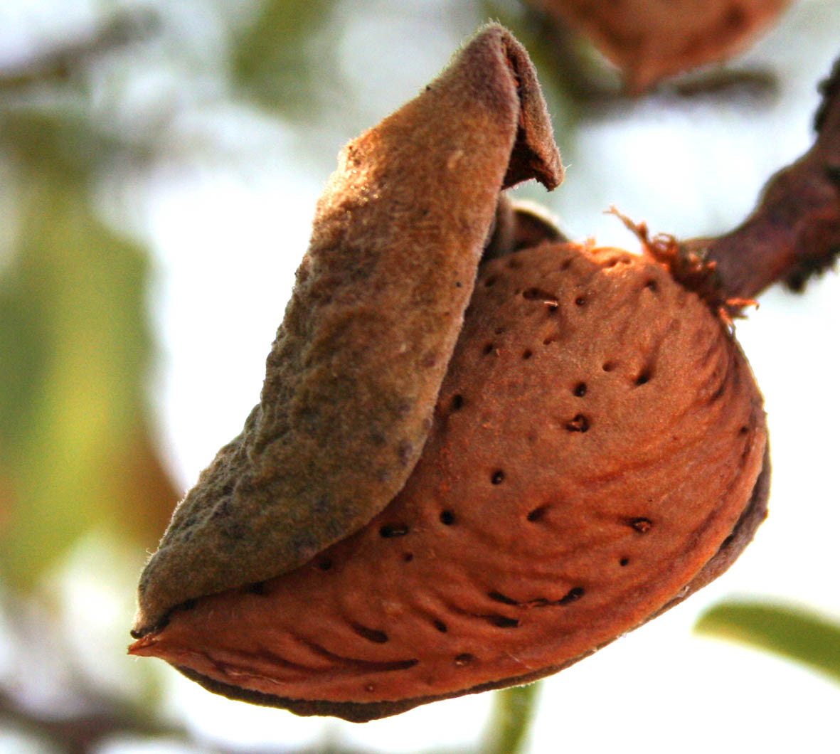 242 · Almendro_boca_hinojos