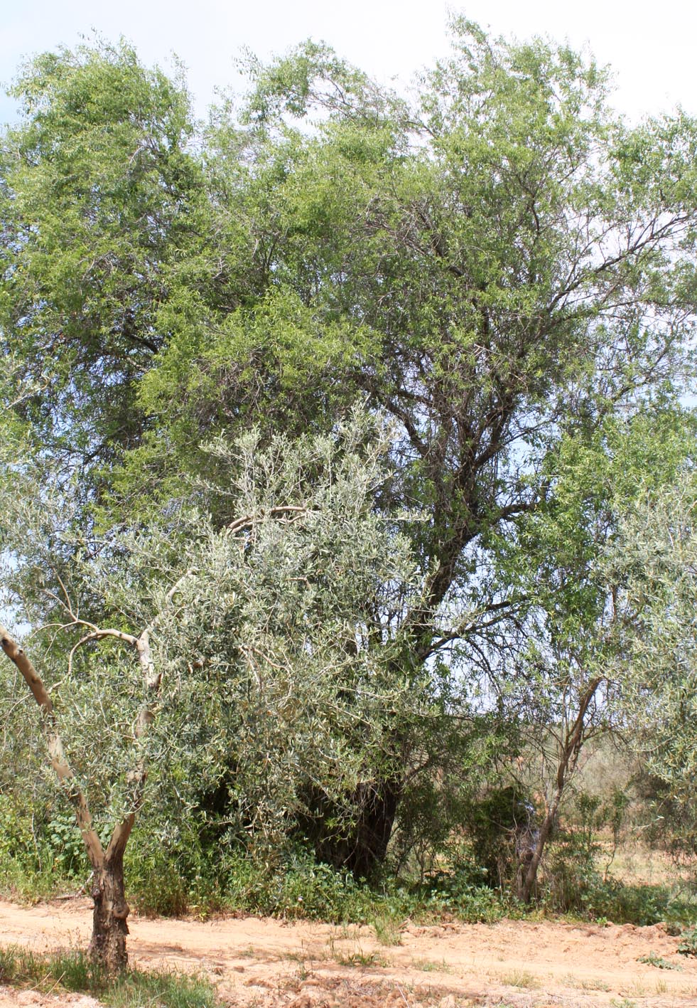 244 · almendro_amargo_arbol_hinojos