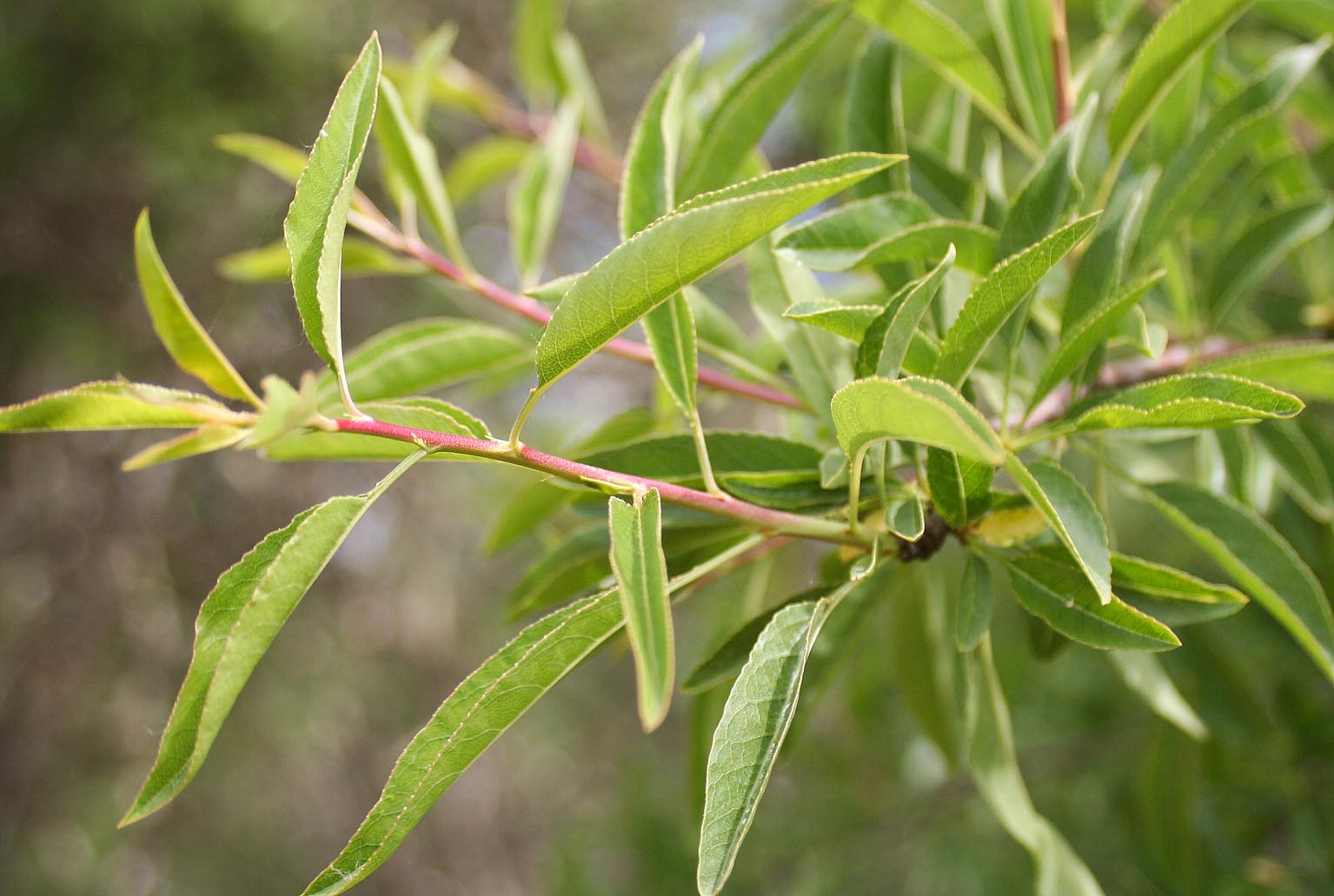 245 · almendro_silvestre_hojas_hinojos_2
