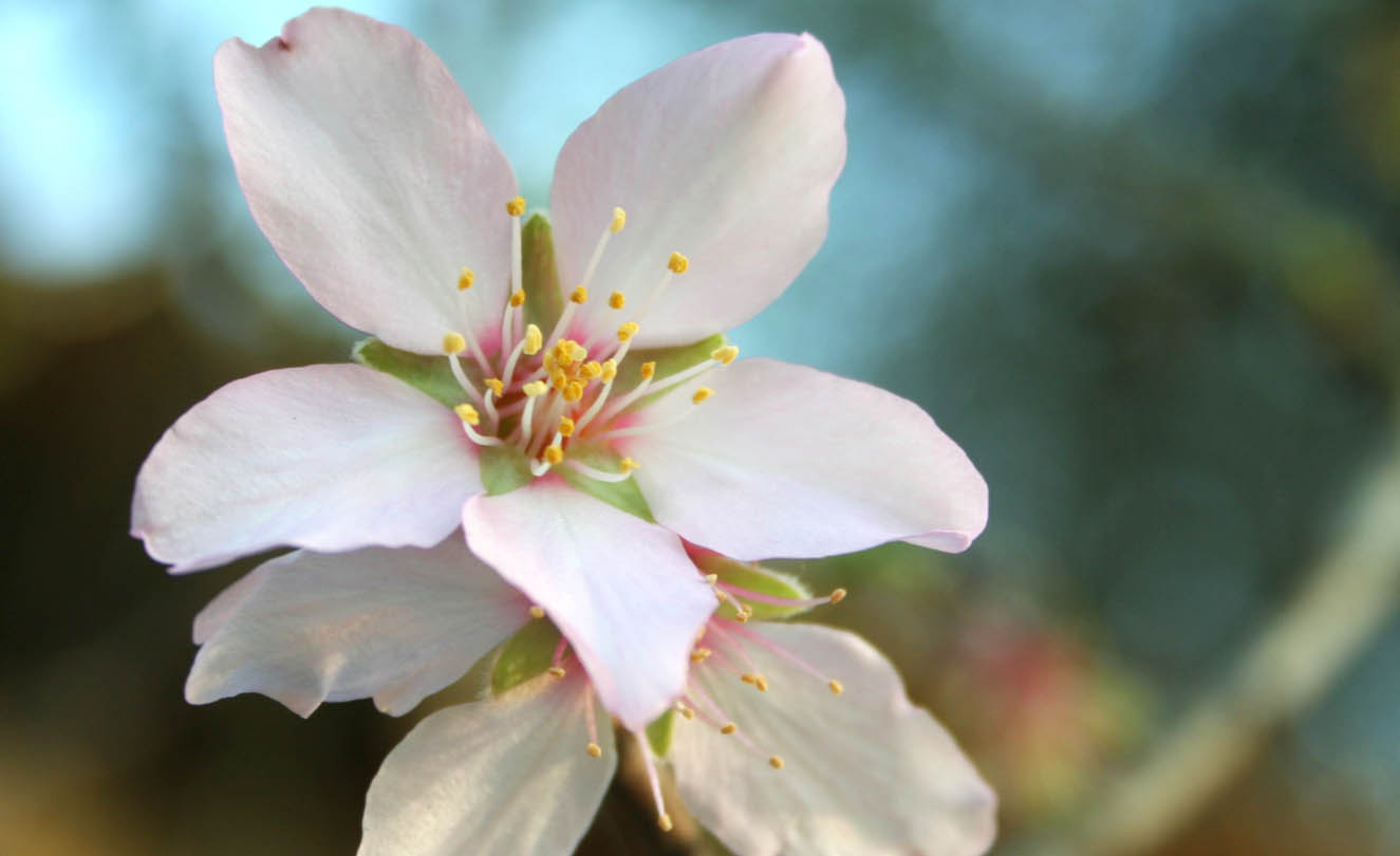 246 · almendro_duro_flor_jose_cano_febrero_hinojos